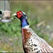 Clever pheasant by rosiekind