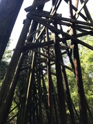 14th May 2019 - Trestle 
