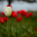 Red and white by jayberg
