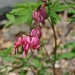 Day 133 : Bleeding Hearts by jeanniec57