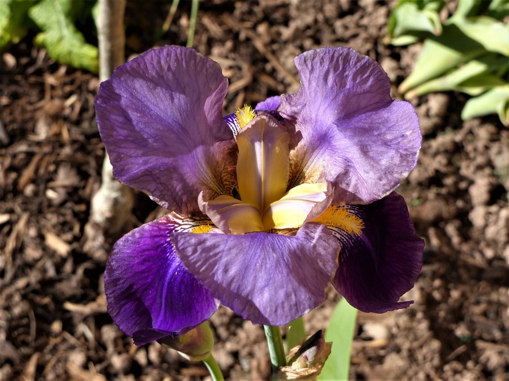  Iris (from above) by susiemc