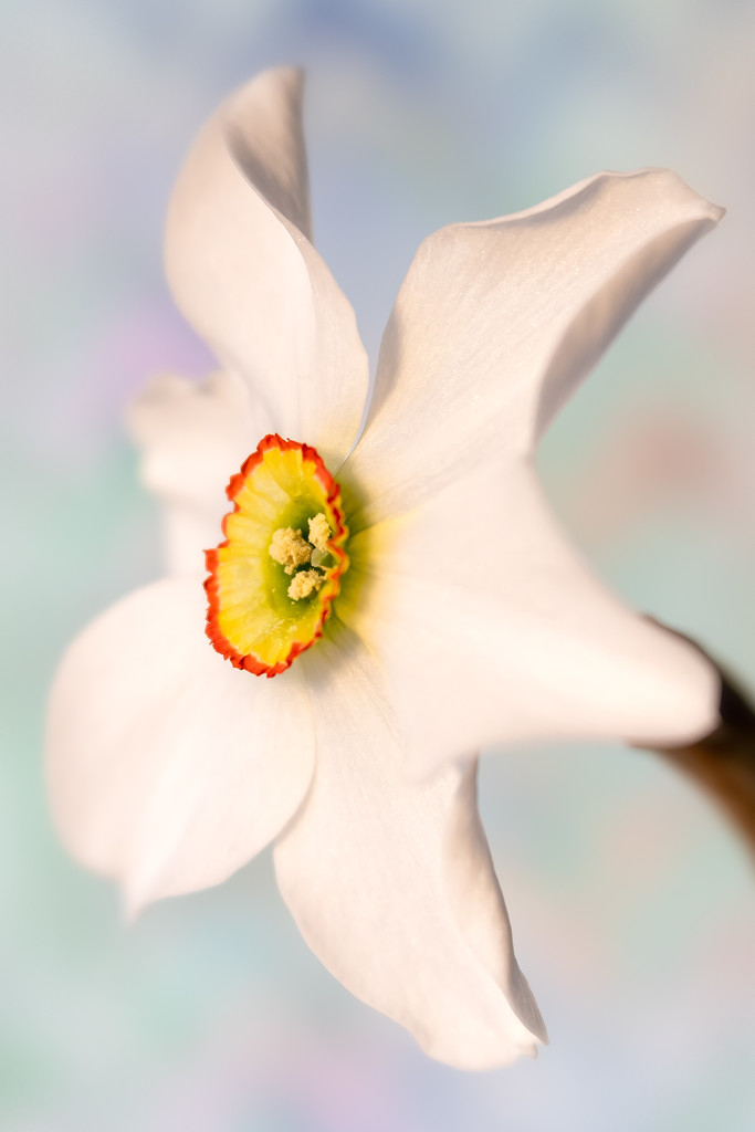 little daffodil by jernst1779