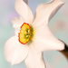 little daffodil by jernst1779