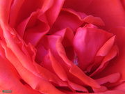 14th May 2019 - Heart of the Rose