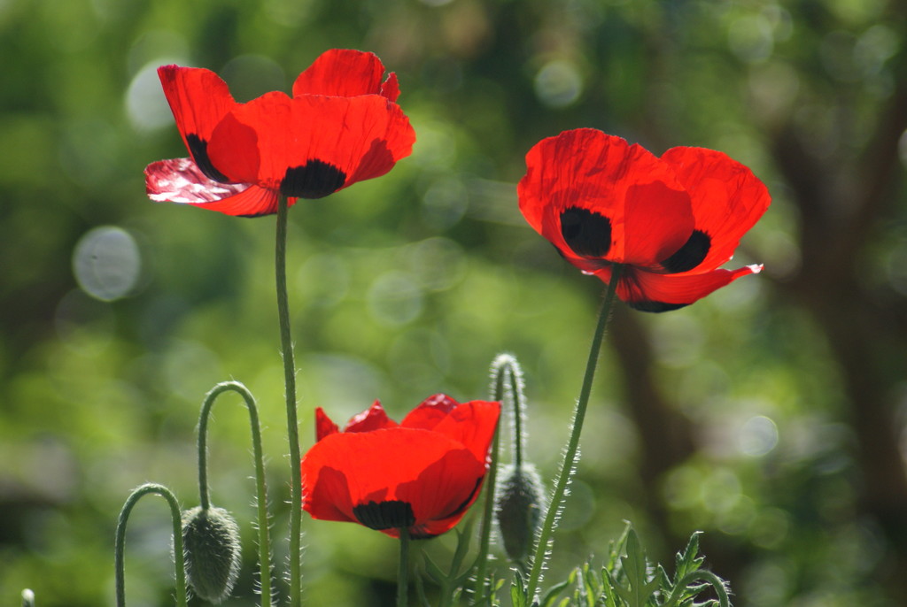 Ladybird poppies ... again by 365projectmaxine