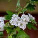 Hawthorn Blossom  by carole_sandford
