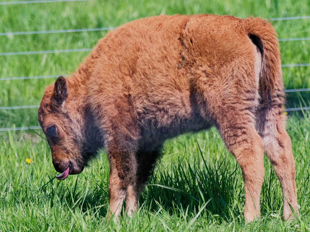 Baby bison tasting by rminer