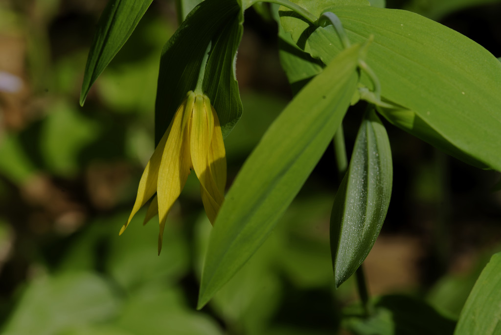 yellow bellwort fantasia by rminer