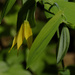 yellow bellwort fantasia by rminer