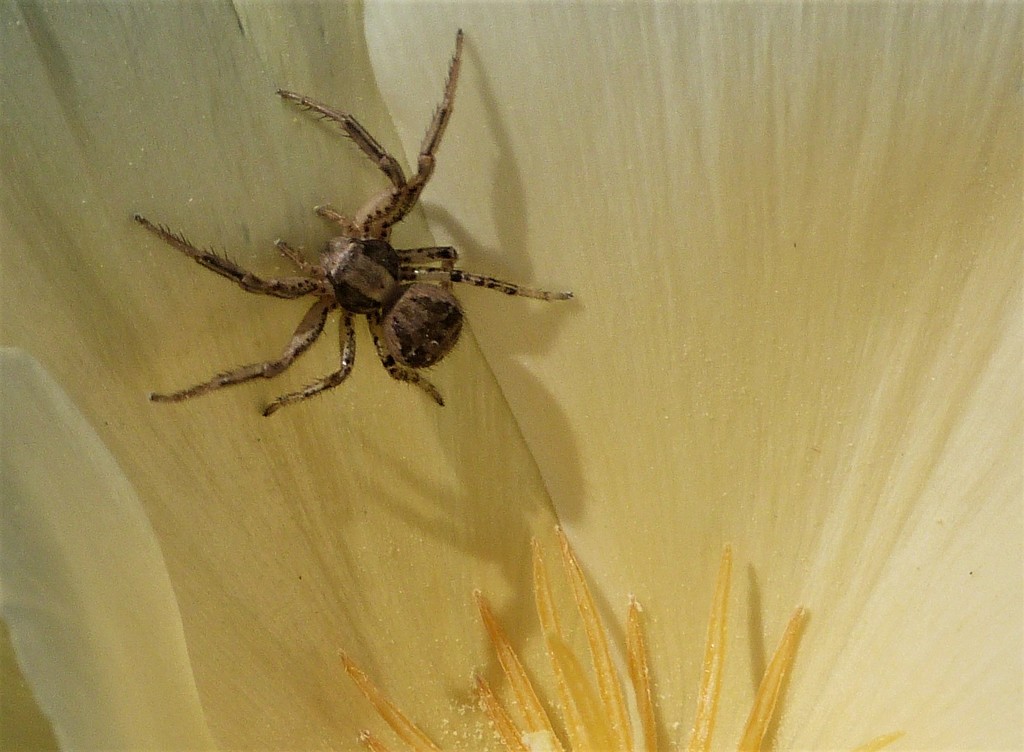 Spider in a Tulip by thedarkroom