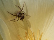 14th May 2019 - Spider in a Tulip