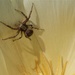 Spider in a Tulip by thedarkroom