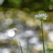 Wild garlic by the beck. by gamelee