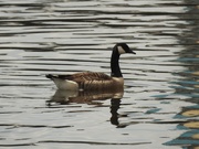 7th May 2019 - Canada Goose