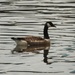 Canada Goose by oldjosh
