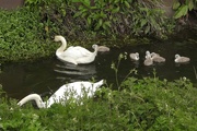 6th May 2019 - Swans and Cygnets 