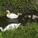 Swans and Cygnets  by oldjosh