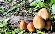 15th May 2019 - Mushroom Family 