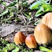 Mushroom Family  by jo38