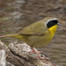 Common Yellowthroat by annepann