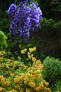 15th May 2019 - WIsteria and Exeter Azalea