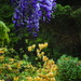WIsteria and Exeter Azalea by jgpittenger