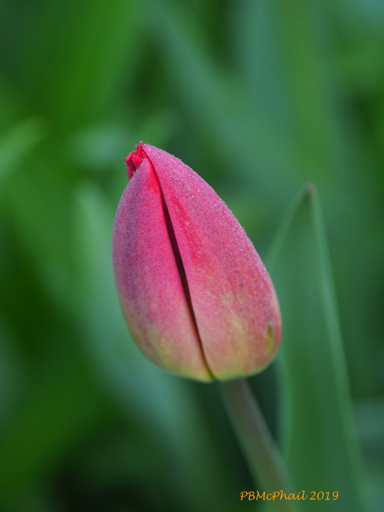 Ready to Burst! by selkie
