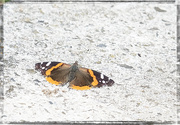 15th May 2019 - Red Admiral