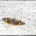 Red Admiral by gardencat