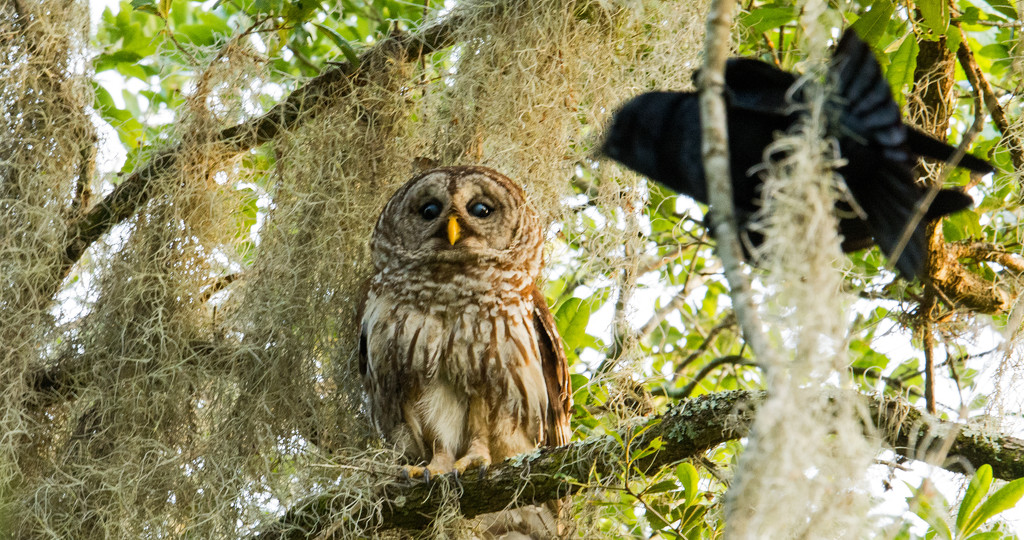 Momma Barred Owl Being Harassed! by rickster549