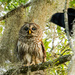 Momma Barred Owl Being Harassed! by rickster549