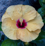13th May 2019 - Hibiscus