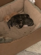 15th May 2019 - Kittens