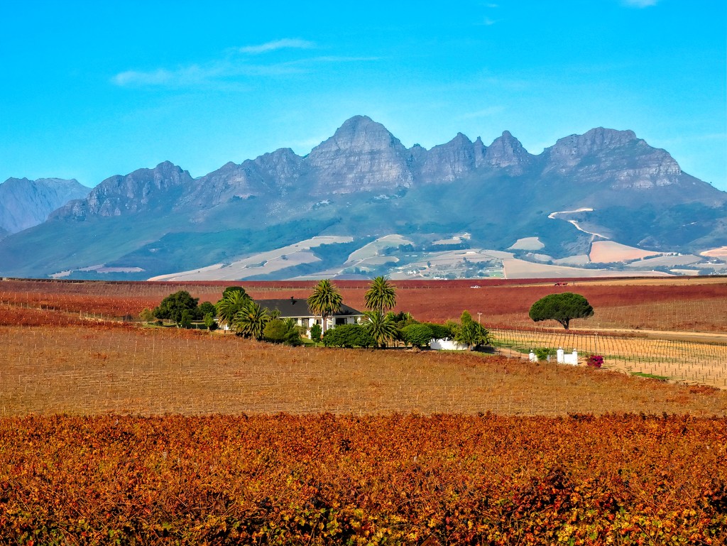 Autumn in the Winelands by ludwigsdiana