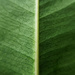 Leaf by m2016