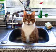 16th May 2019 - The sink
