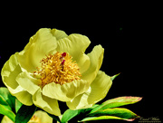 16th May 2019 - Peony (best viewed on black)