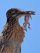 16th May 2019 - Roadrunner and an Unfortunate Lizard
