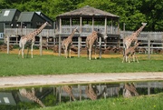 17th May 2015 - Giraffes and their reflections