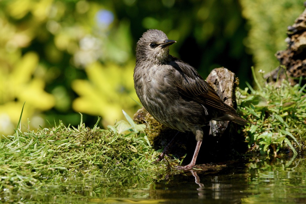 JUVENILE STARLING - TWO by markp