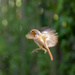 The flight of the robin... by peadar