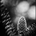 Pinecone by ramr