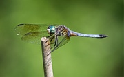 16th May 2019 - LHG_8492Blue Dasher