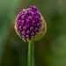 Allium. by tonygig