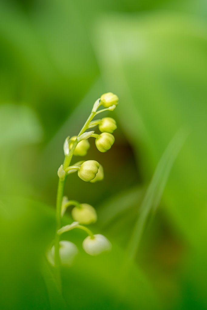 lily of the valley by jernst1779