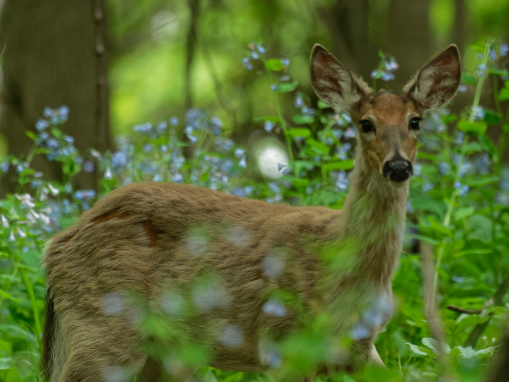 White tail deer and Virginia bluebells by rminer