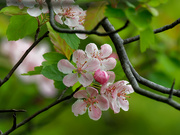 16th May 2019 - pink blossoms