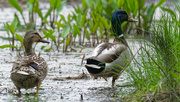 16th May 2019 - mallards in the mud