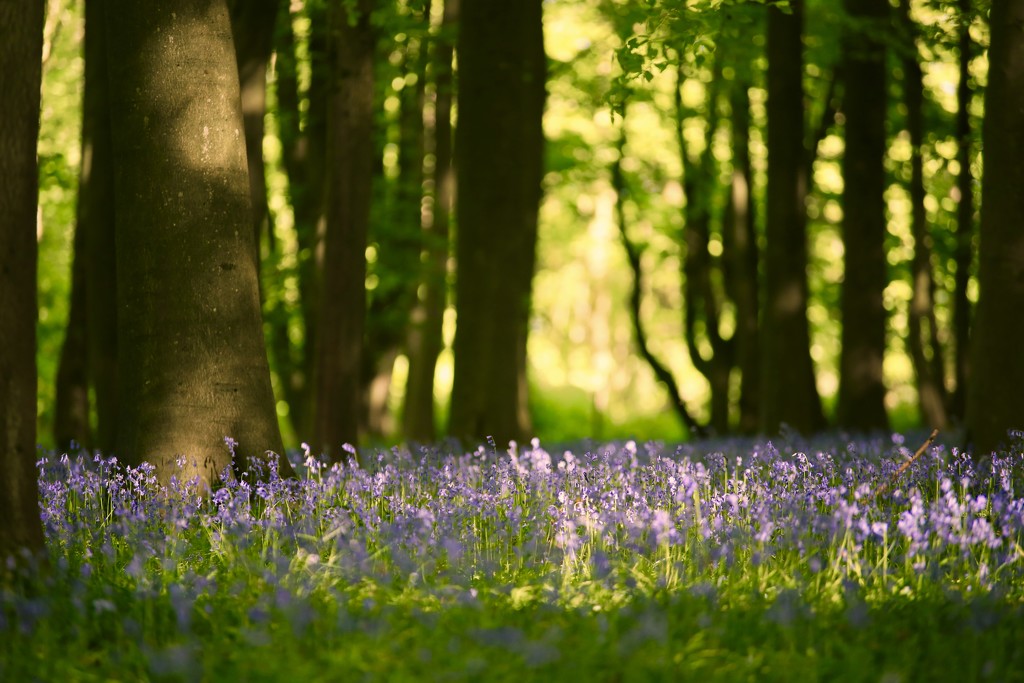 Bluebell Wood II by phil_sandford