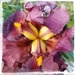 Iris du jardin by helenejanin